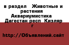  в раздел : Животные и растения » Аквариумистика . Дагестан респ.,Кизляр г.